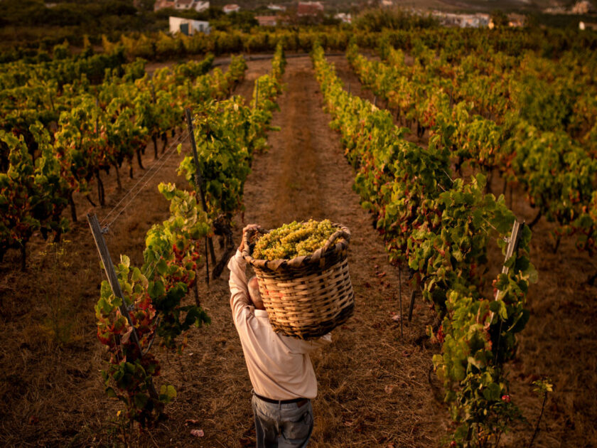 La DOP Islas Canarias - Canary Wine introduce nuevas herramientas para mejorar la gestión y sostenibilidad de los viñedos