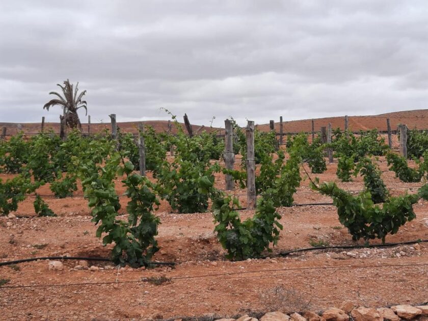 El Cabildo de Fuerteventura impulsa la formación en agricultura regenerativa