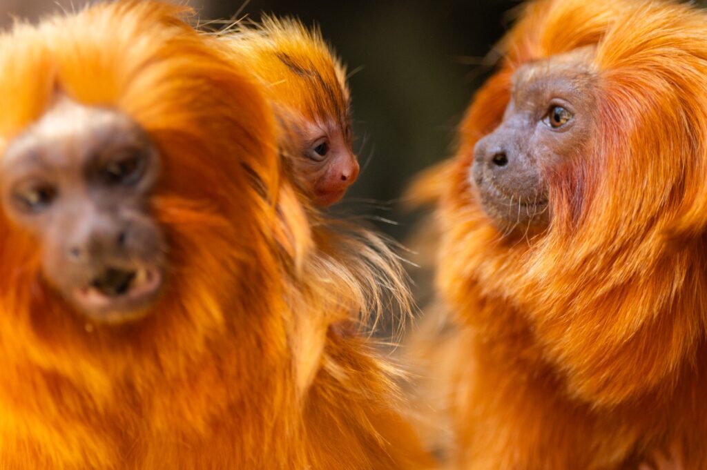 Loro Parque refuerza la continuidad mundial del primate tamarinos león dorado con nuevas crías