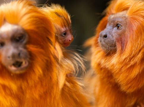 Loro Parque refuerza la continuidad mundial del primate tamarinos león dorado con nuevas crías