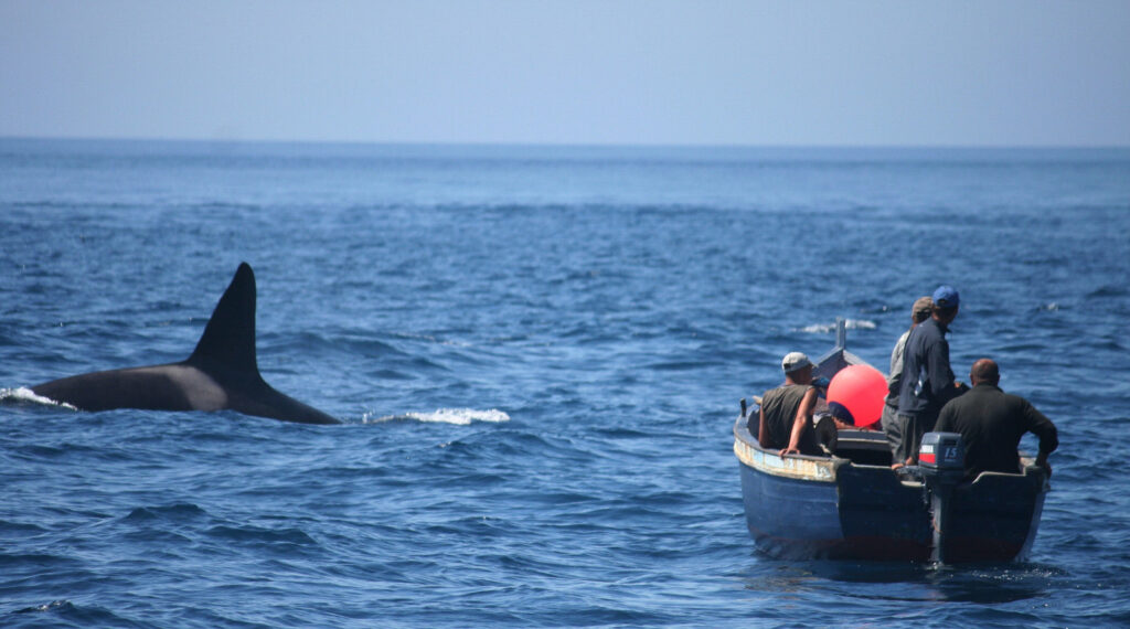 Loro Parque Fundación colabora en la campaña para proteger a las orcas del Estrecho de Gibraltar