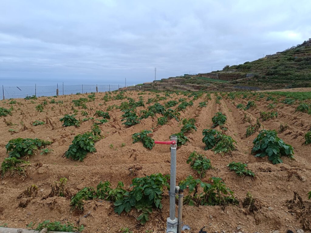 Asaga Canarias demanda mejorar la calidad del agua de riego en la comarca norte para evitar que la excesiva salinidad arruine los cultivos