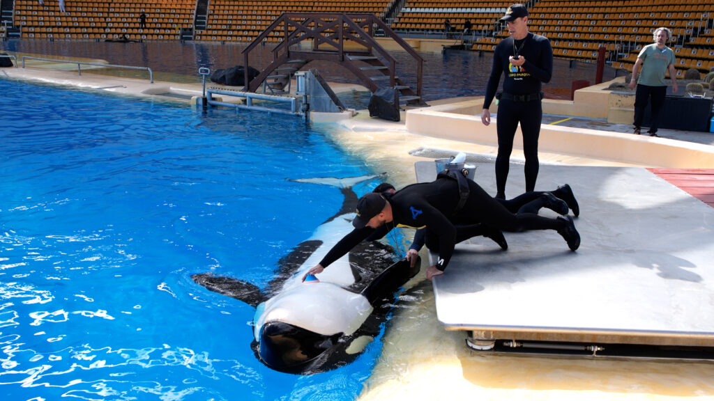 Un hito en la ciencia marina: Registran por primera vez un electrocardiograma en una orca embarazada