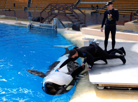 Un hito en la ciencia marina: Registran por primera vez un electrocardiograma en una orca embarazada