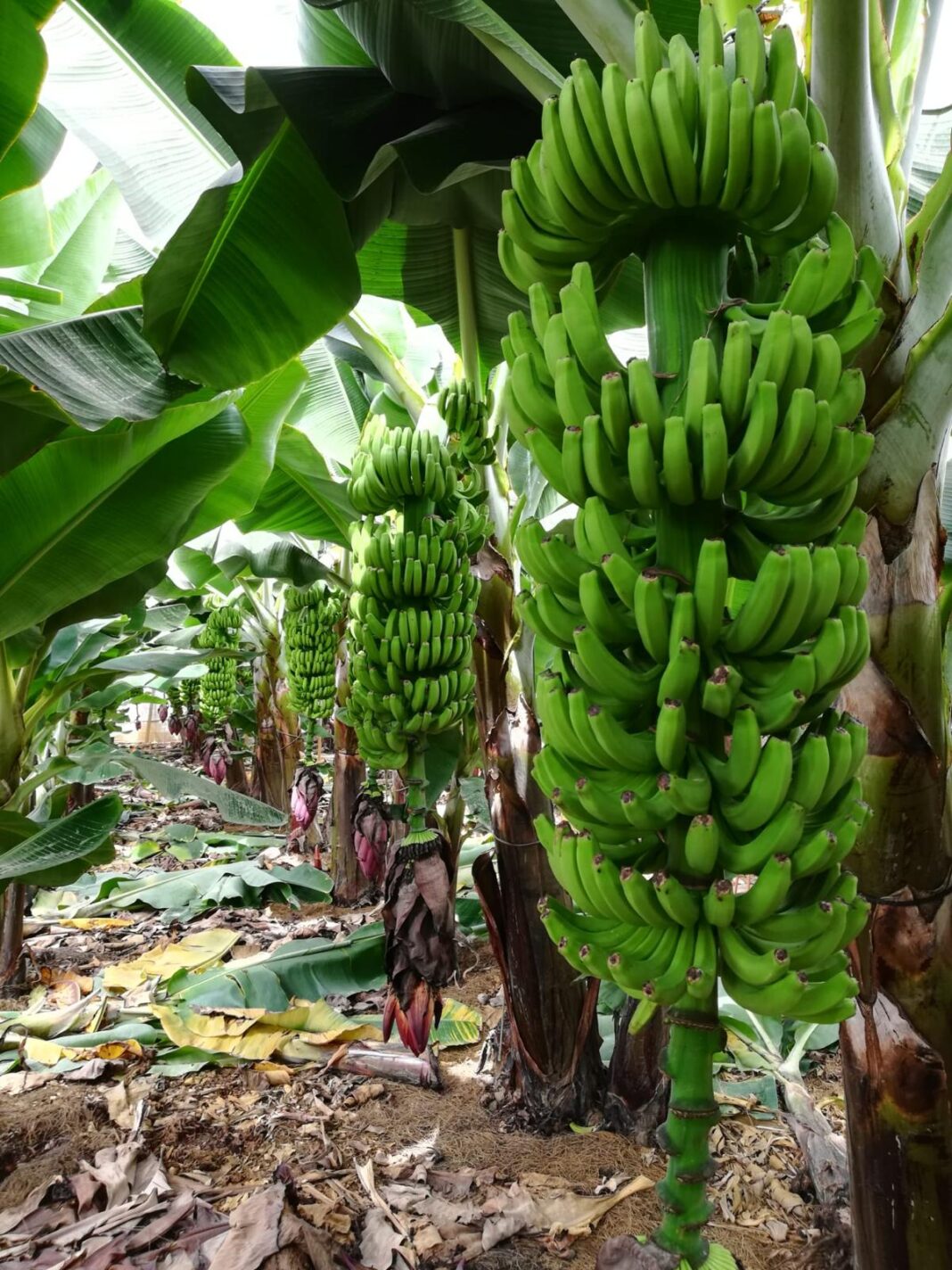 El nuevo colectivo de agricultores palmero denuncia una "campaña de acoso" por pedir cambios en el futuro decreto de ayudas del POSEI al plátano