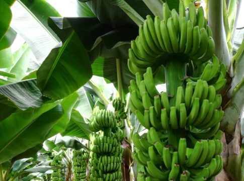 El nuevo colectivo de agricultores palmero denuncia una "campaña de acoso" por pedir cambios en el futuro decreto de ayudas del POSEI al plátano