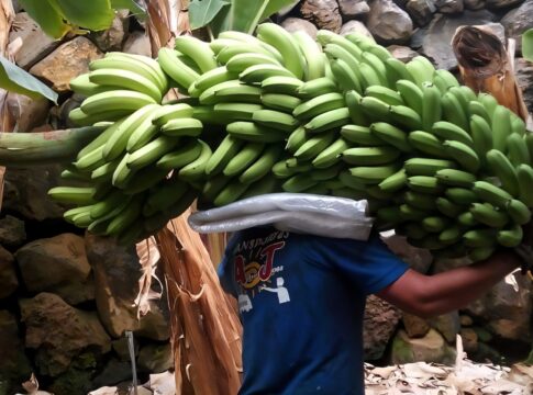 La Plataforma por un Precio Justo pide “unidad” para reformar la gestión del plátano y alerta de que la mejoría en 2024 fue “engañosa”