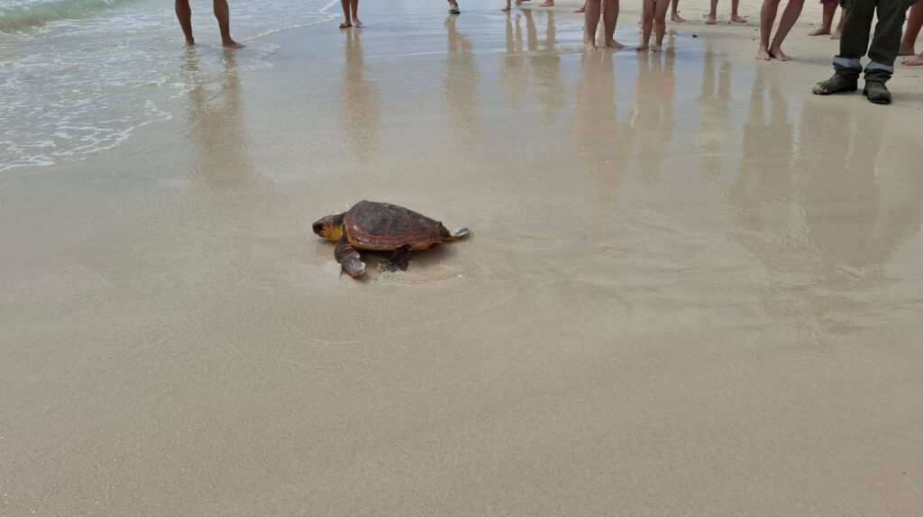 El Cabildo de Fuerteventura libera cinco ejemplares de tortuga con la presencia de las personas que colaboraron en su rescate