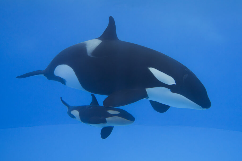 Bienvenido Teno, la nueva cría de orca que emociona a la gran familia de Loro Parque