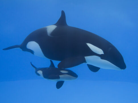 Bienvenido Teno, la nueva cría de orca que emociona a la gran familia de Loro Parque