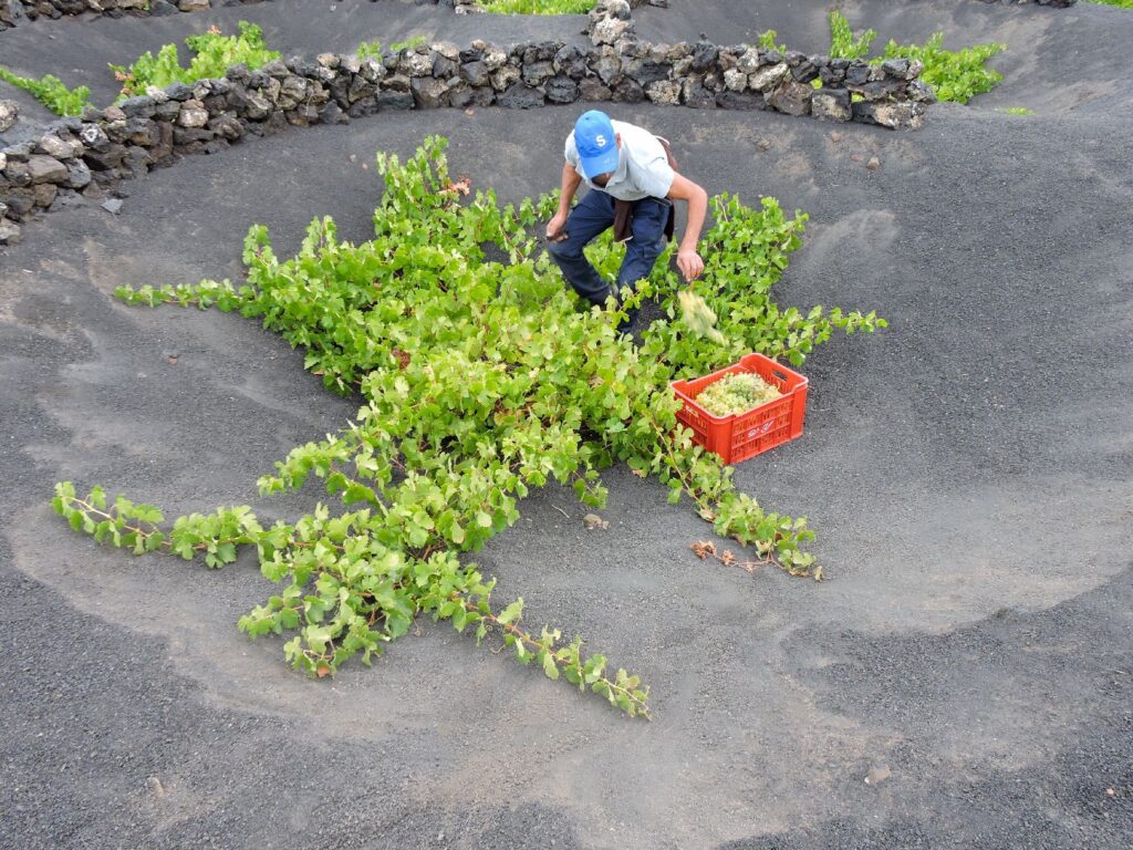 Comienza la vendimia 2025 en Lanzarote con la Malvasía Volcánica como protagonista