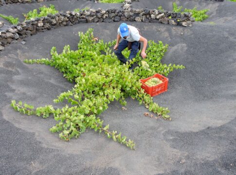 Comienza la vendimia 2025 en Lanzarote con la Malvasía Volcánica como protagonista