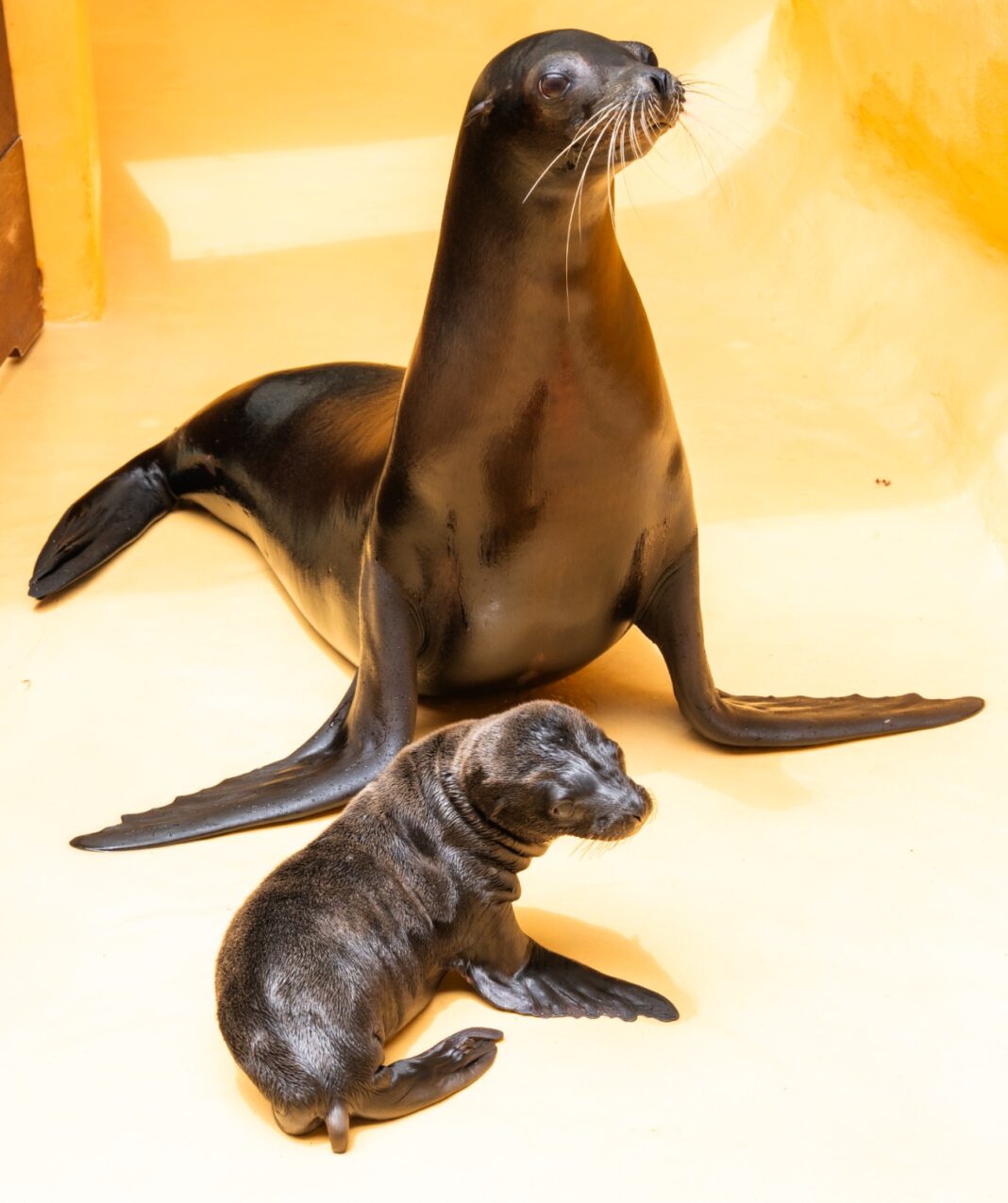 Loro Parque se consolida como referente en la cría de leones marinos