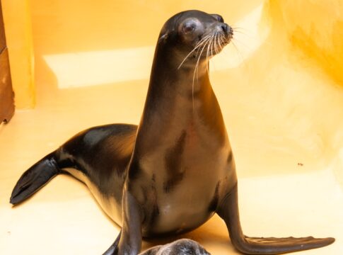 Loro Parque se consolida como referente en la cría de leones marinos