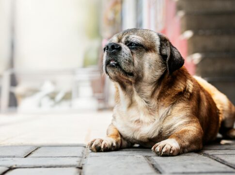 El Partido Animalista presenta alegaciones al nuevo reglamento de la Ley de Bienestar Animal por considerarlo insuficiente