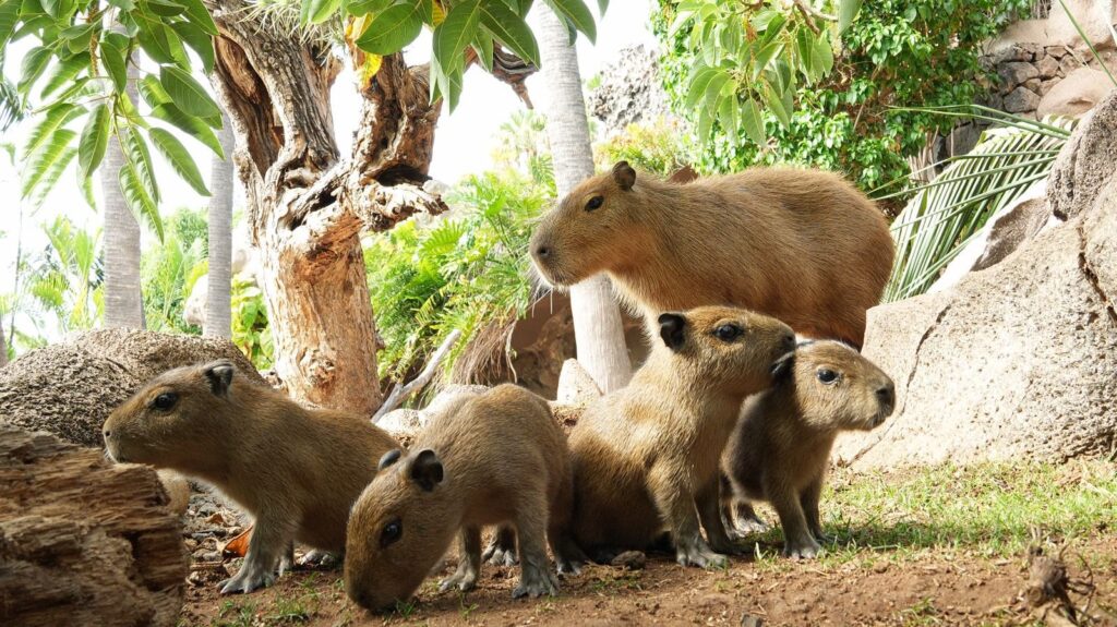 Las favoritas de los niños ya tienen crías, nacen cuatro capibaras en Loro Parque