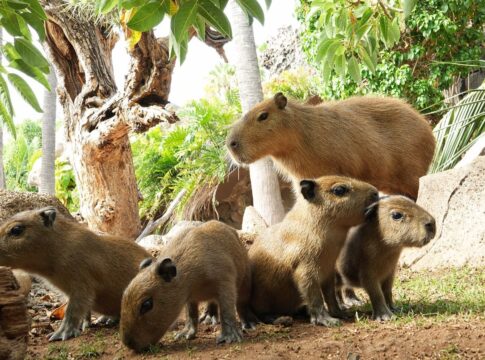 Las favoritas de los niños ya tienen crías, nacen cuatro capibaras en Loro Parque