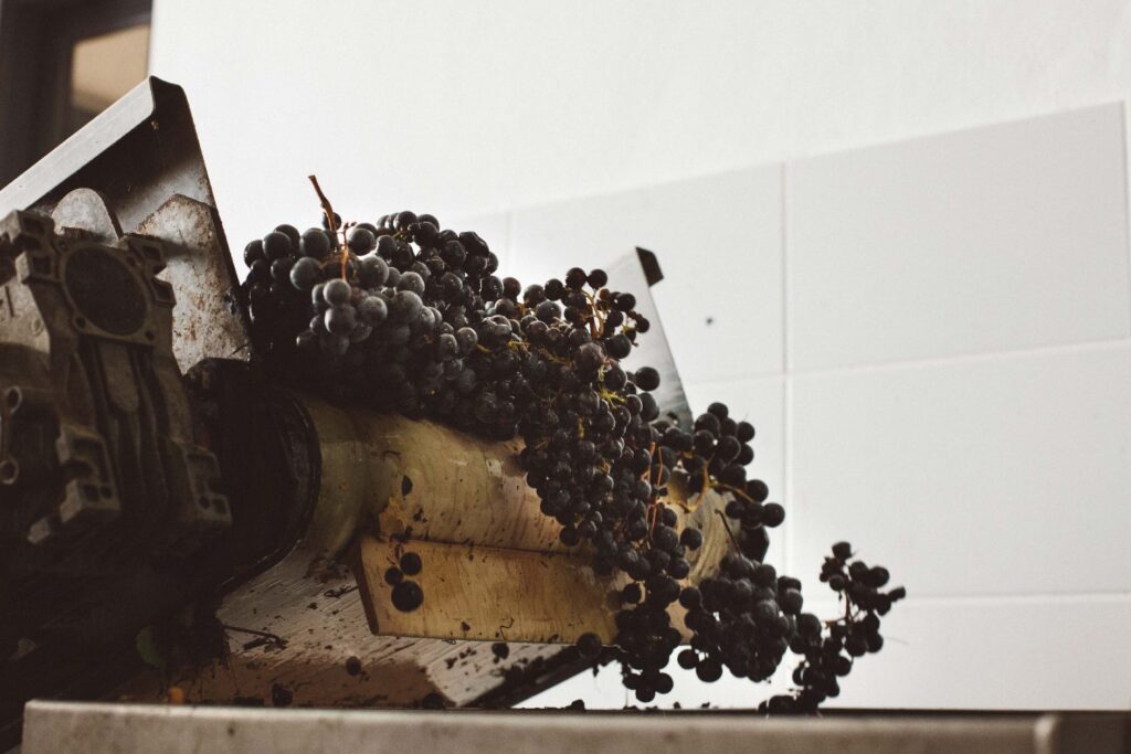 Arranca la vendimia en la DOP Islas Canarias – Canary Wine