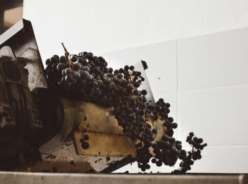Arranca la vendimia en la DOP Islas Canarias – Canary Wine