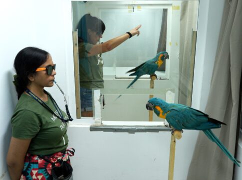 Loro Parque Fundación impulsa un hallazgo pionero sobre el aprendizaje en loros