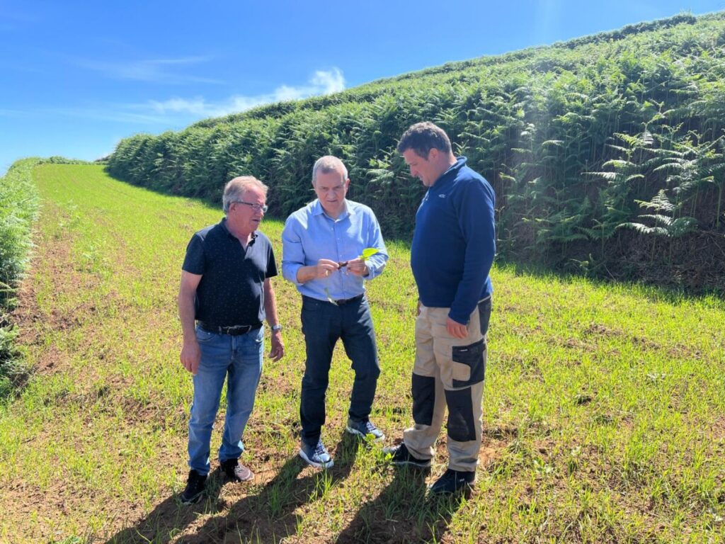 Sector Primario impulsa una línea de ayudas a los productores de cereales de Tenerife