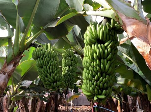 Nace la primera asociación en Canarias que integra a agricultores, ganaderos y pescadores
