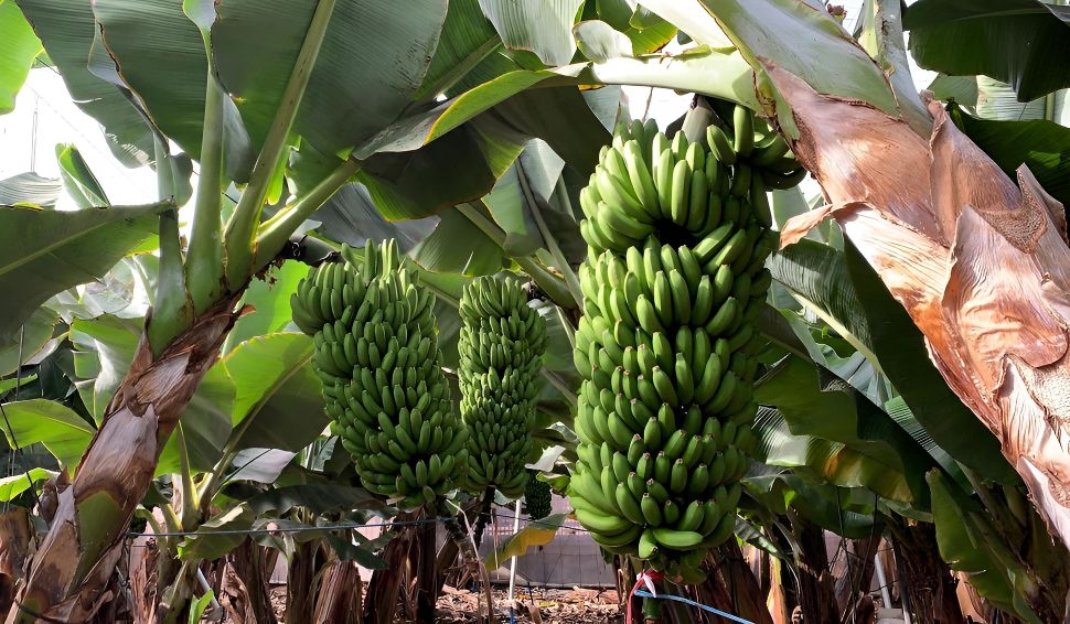 Nace la primera asociación en Canarias que integra a agricultores, ganaderos y pescadores
