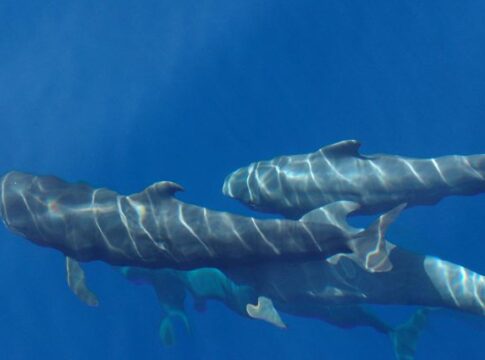 Loro Parque Fundación obtiene el respaldo internacional de la UICN para la creación del Santuario Marino de la Macaronesia