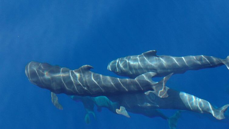 Loro Parque Fundación obtiene el respaldo internacional de la UICN para la creación del Santuario Marino de la Macaronesia