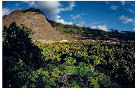 Wolfgang Padrón: “Vinos de El Hierro impulsa la calidad, sostenibilidad y proyección internacional del sector vitivinícola insular”