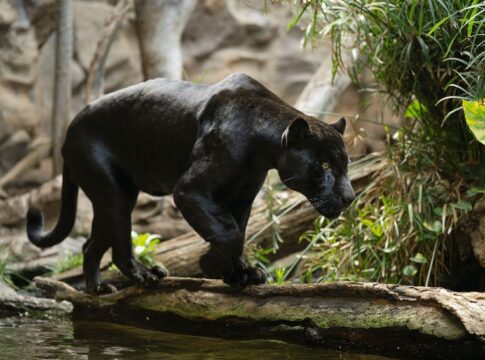 Loro Parque y el Programa Europeo de Especies en Peligro suman esfuerzos por la conservación del jaguar