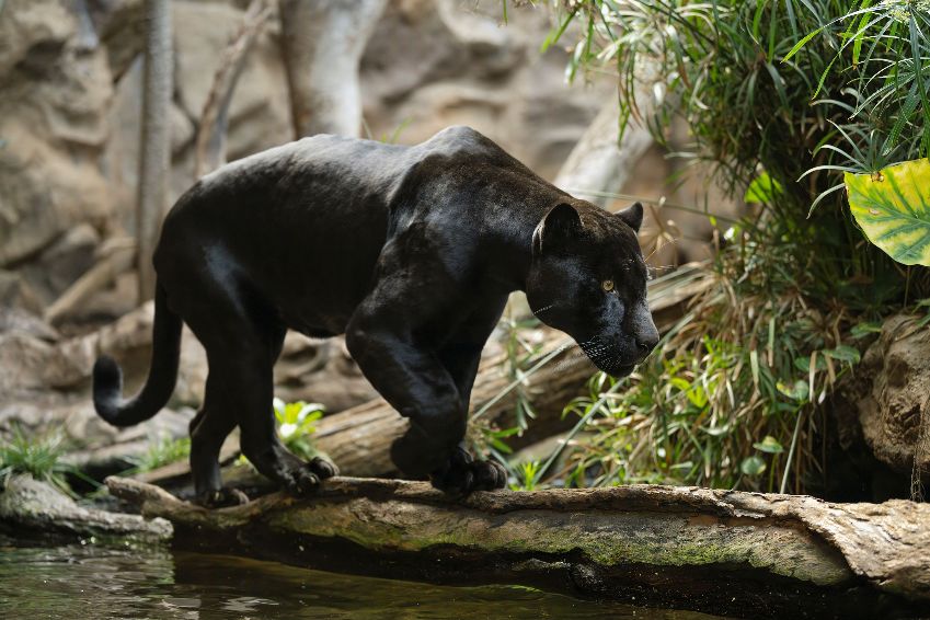 Loro Parque y el Programa Europeo de Especies en Peligro suman esfuerzos por la conservación del jaguar