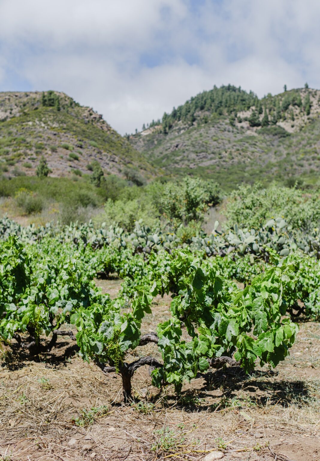 DOP Ycoden Daute Isora: “El enoturismo fortalece la identidad de la comarca y genera oportunidades para el desarrollo rural”