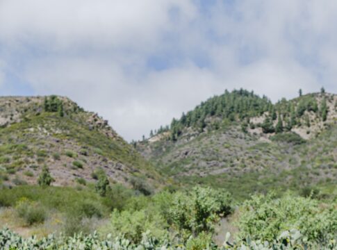 DOP Ycoden Daute Isora: “El enoturismo fortalece la identidad de la comarca y genera oportunidades para el desarrollo rural”
