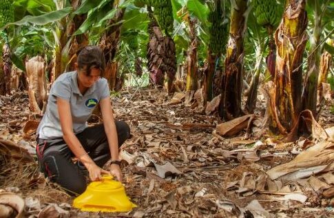 Los productores de Plátano de Canarias piden que España siga la línea de Francia e impulse medidas que igualen las condiciones de uso de fitosanitarios para las importaciones
