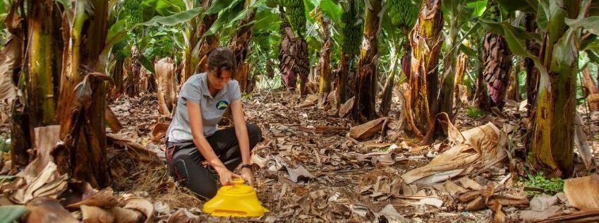 Los productores de Plátano de Canarias piden que España siga la línea de Francia e impulse medidas que igualen las condiciones de uso de fitosanitarios para las importaciones