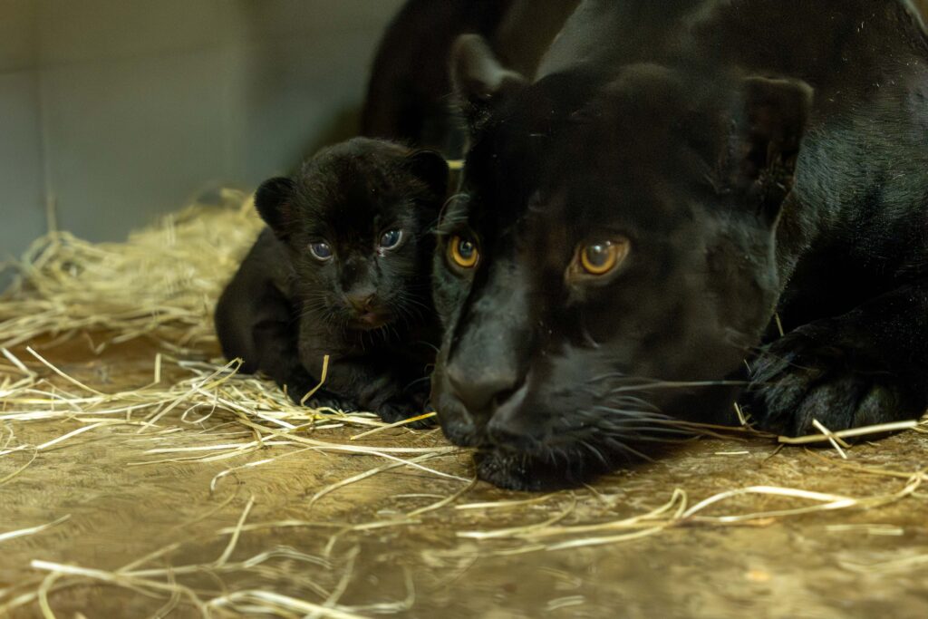 Loro Parque celebra el nacimiento excepcional de una cría de jaguar de gran importancia genética para la especie