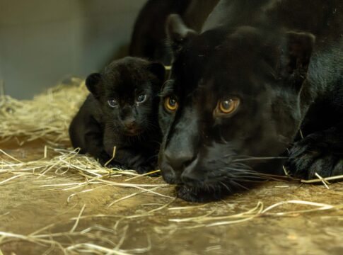 Loro Parque celebra el nacimiento excepcional de una cría de jaguar de gran importancia genética para la especie