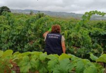 El Cabildo de Tenerife facilita la ejecución de medidas para controlar la filoxera