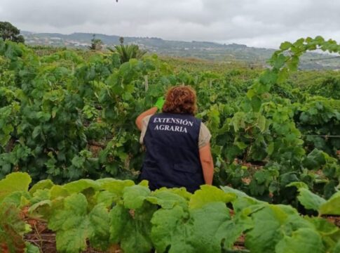 El Cabildo de Tenerife facilita la ejecución de medidas para controlar la filoxera