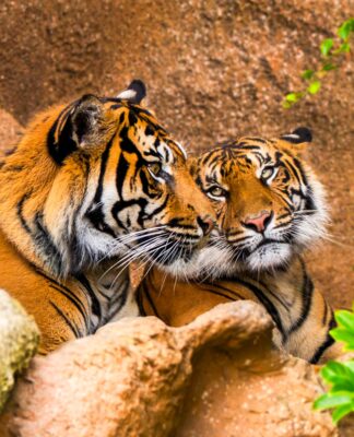 Loro Parque asume el rescate del tigre de Sumatra: la última subespecie del planeta lucha contra su extinción en Tenerife
