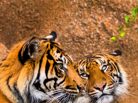 Loro Parque asume el rescate del tigre de Sumatra: la última subespecie del planeta lucha contra su extinción en Tenerife