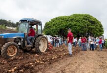 Papatour muestra el potencial de su campo de ensayo